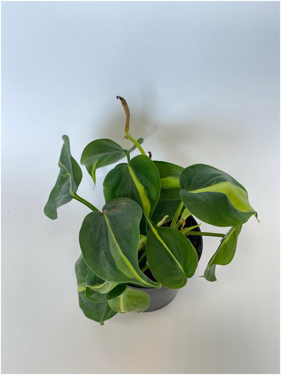 Филодендрон Сканденс