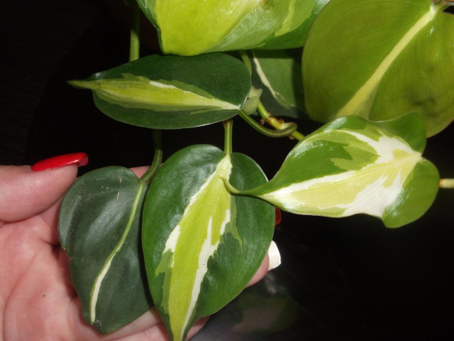 Филодендрон Сканденс Бразилия