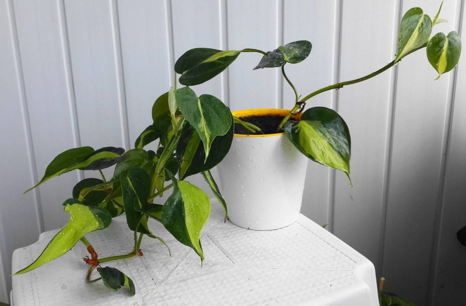 Филодендрон Сканденс (40 см)