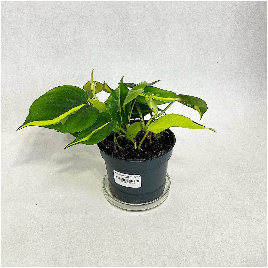 Филодендрон Кобра