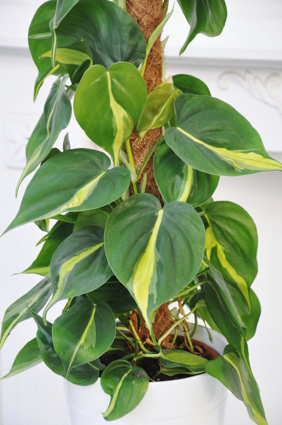 Филодендрон Бразилия медиопикта