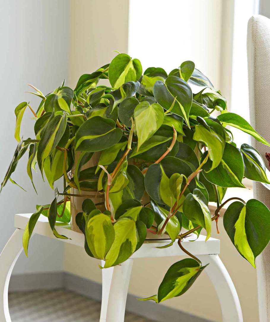 Филодендрон лазящий лайм