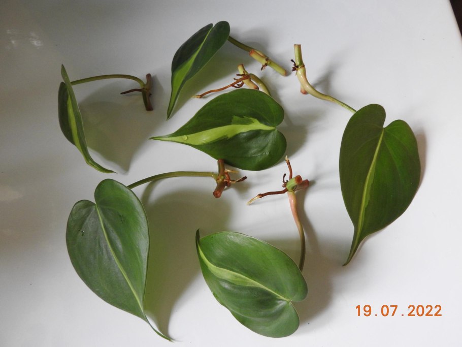 Филодендрон лазящий