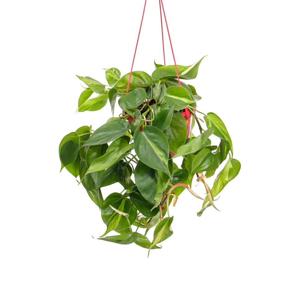 Филодендрон Сканденс Бразил(d-12)