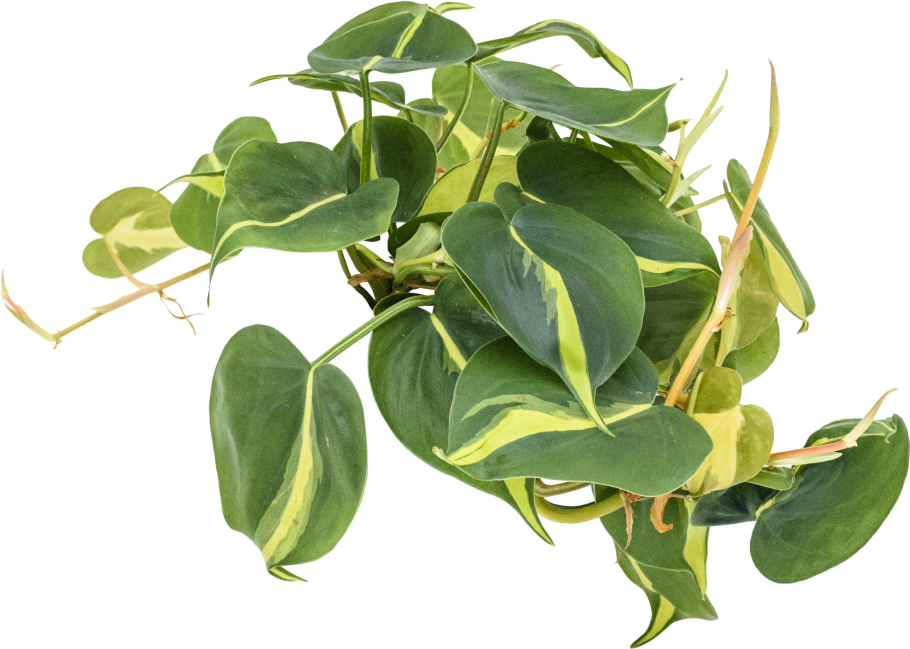 Сканденс бразил филодендрон