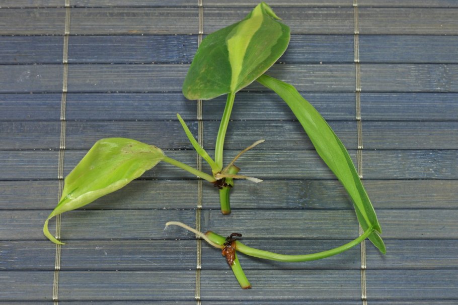 Филодендрон scandens micans