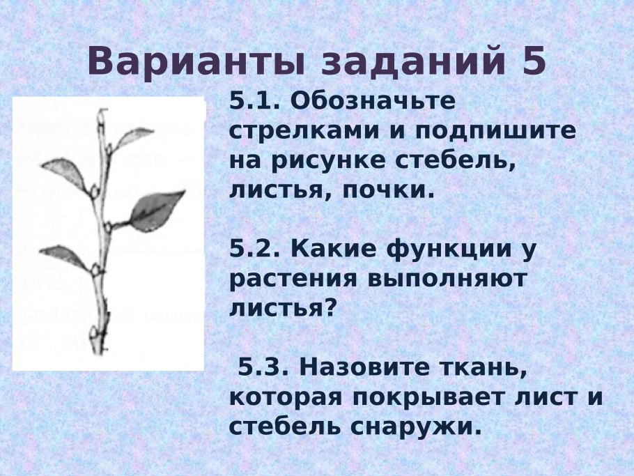 Какую работу выполняет лист растения