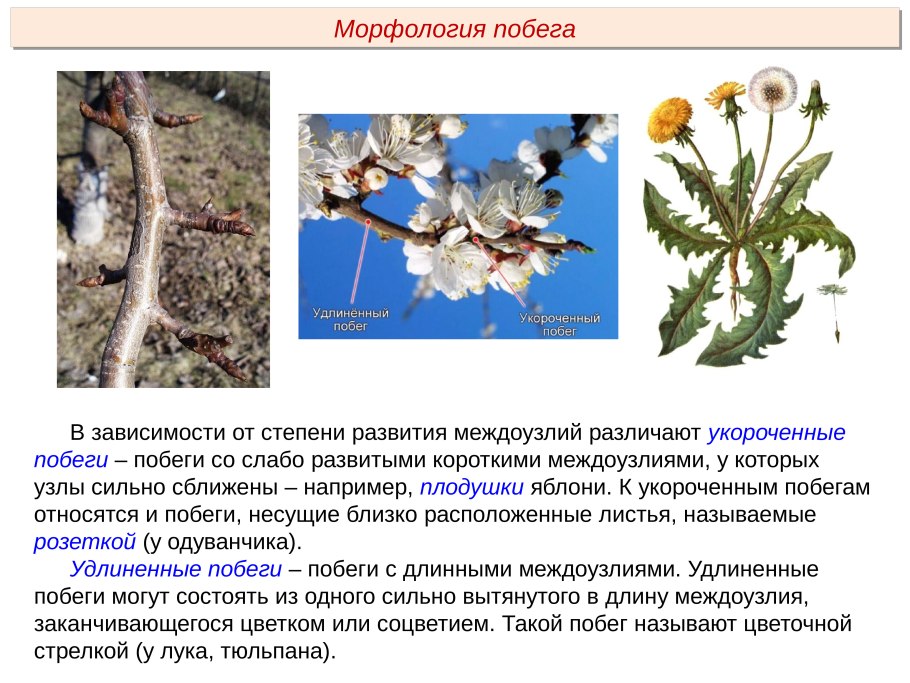 Морфология побега