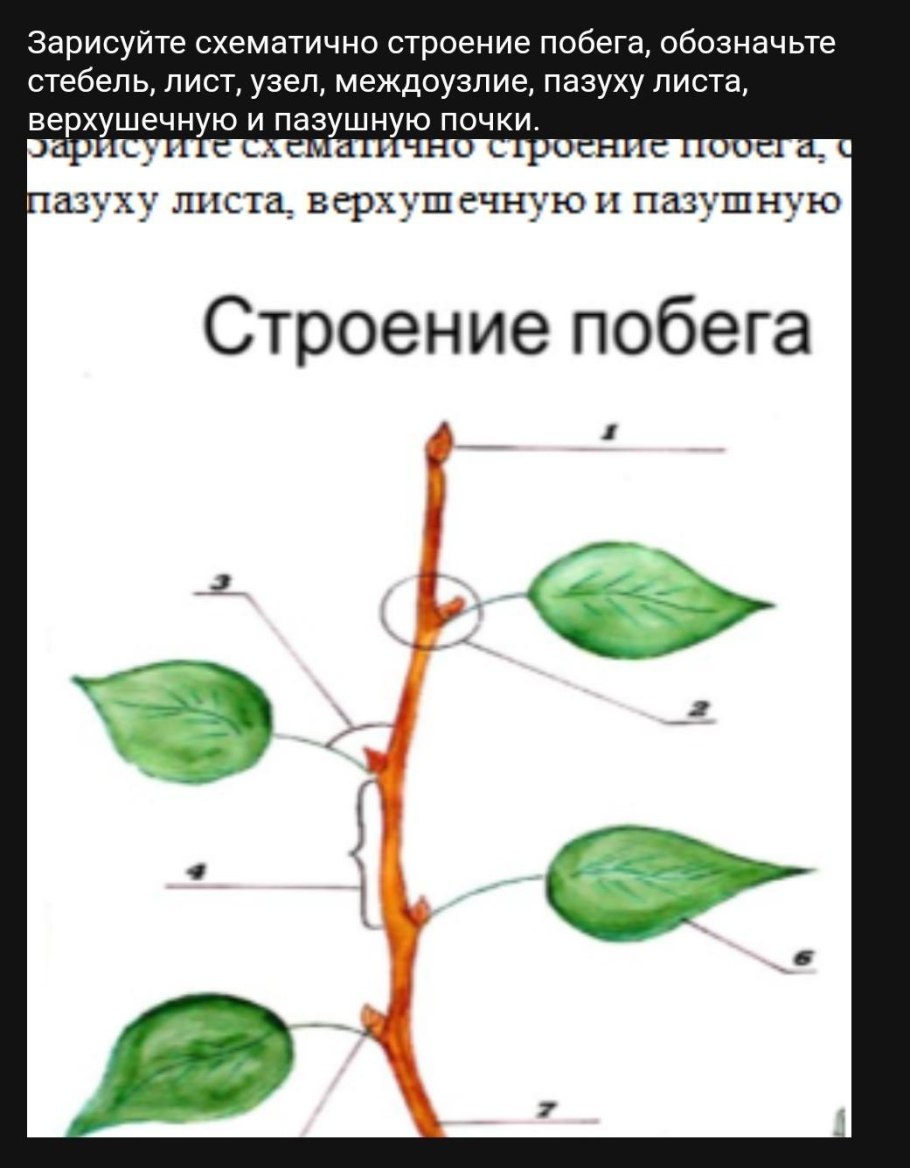 Побег строение побега