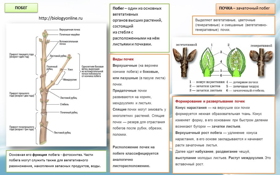 Побег стебель лист и почки