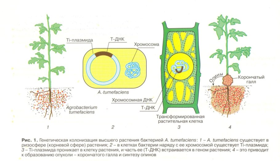 Трансформация растений с помощью агробактерий