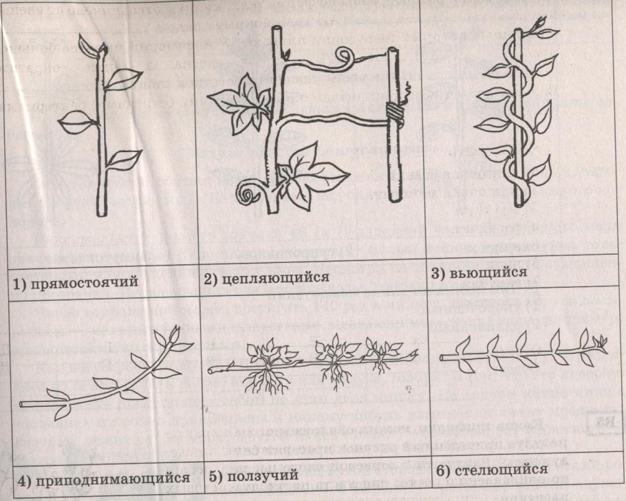 Типы побегов по направлению роста