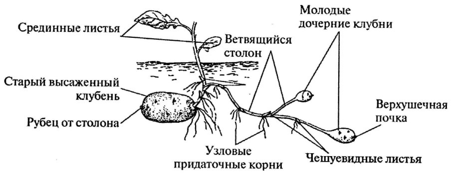 Подземные клубни картофеля схема