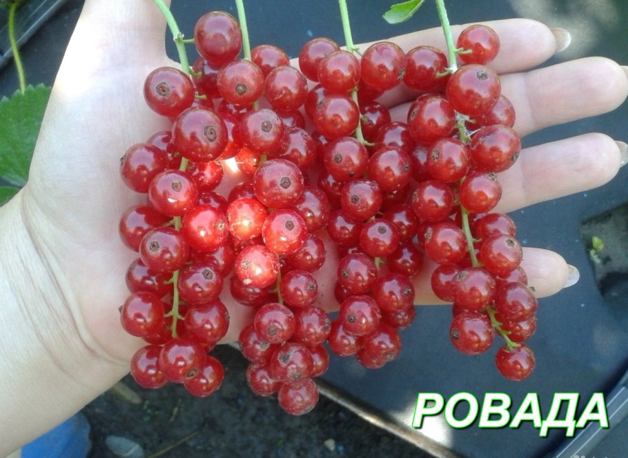 Смородина Ровада куст