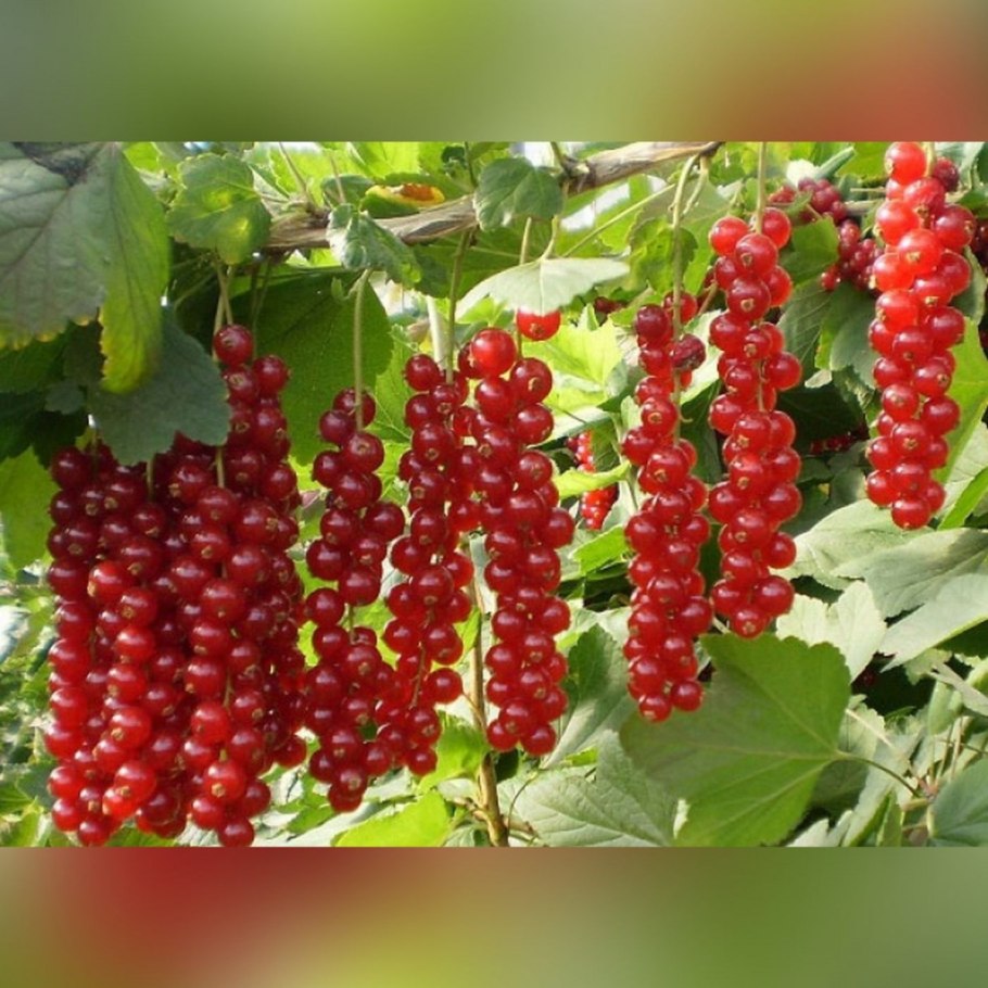 Смородина красная - ribes rubrum