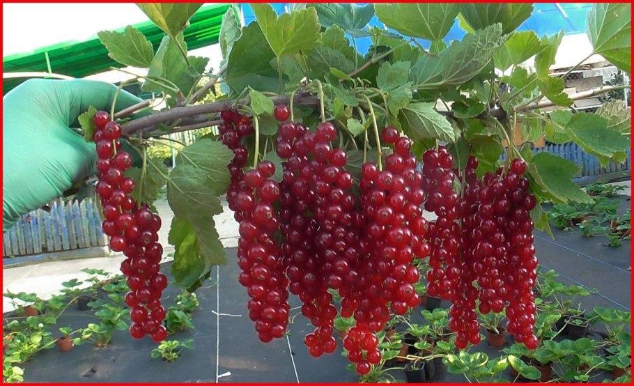 Смородина красная сорт Ровада