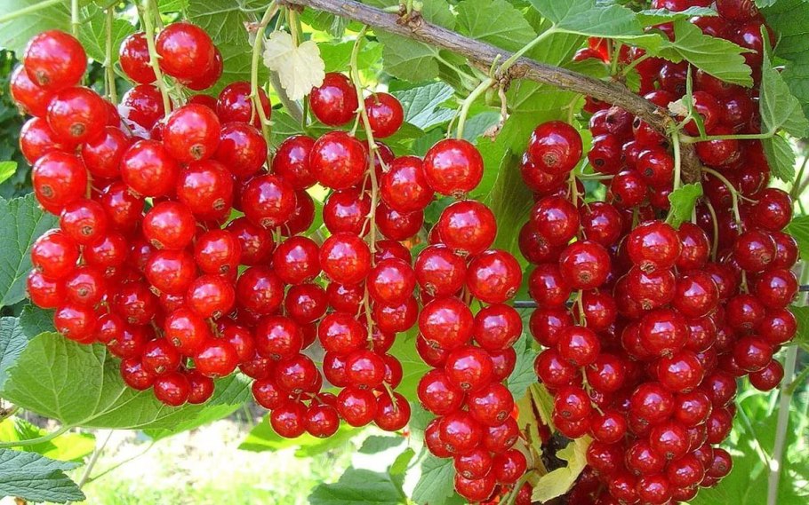 Смородина на штамбе