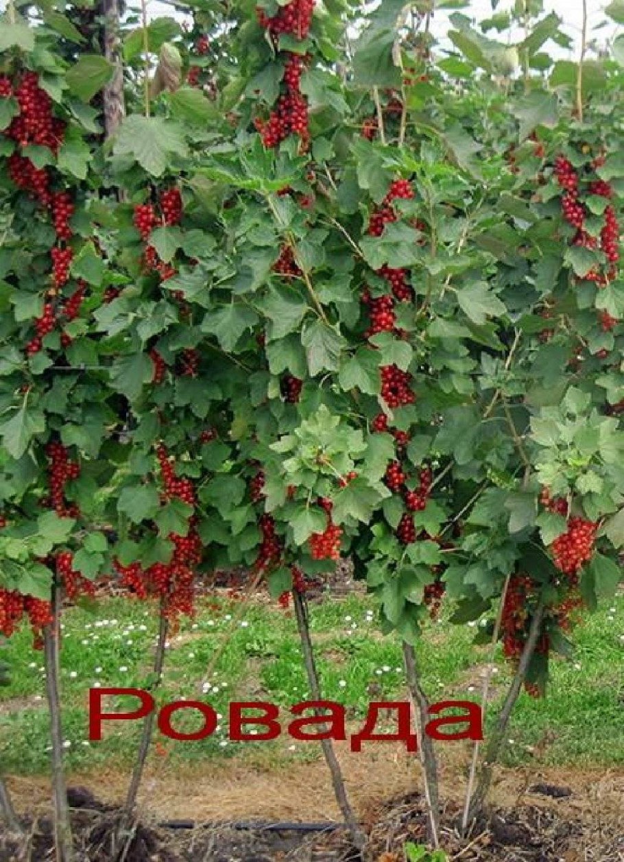 Смородина Джонкер Ван