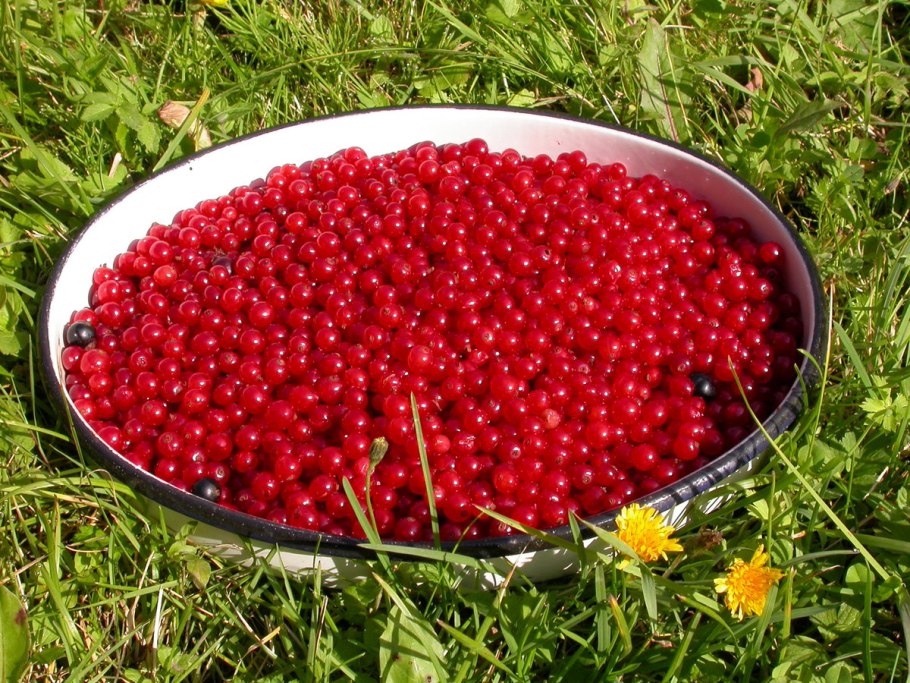 Смородина красная (ribes rubrum &#96;Натали&#96;)