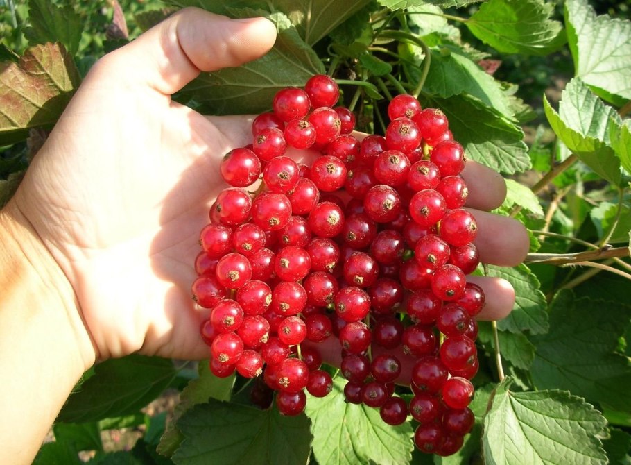 Красная смородина красная Ровада