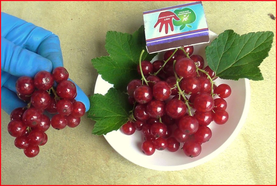 Смородина красная Уральский сувенир