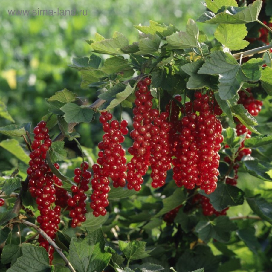 Сорт смородина Ровада