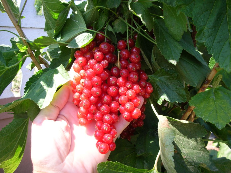 Смородина красная Йонкер Ван тетс