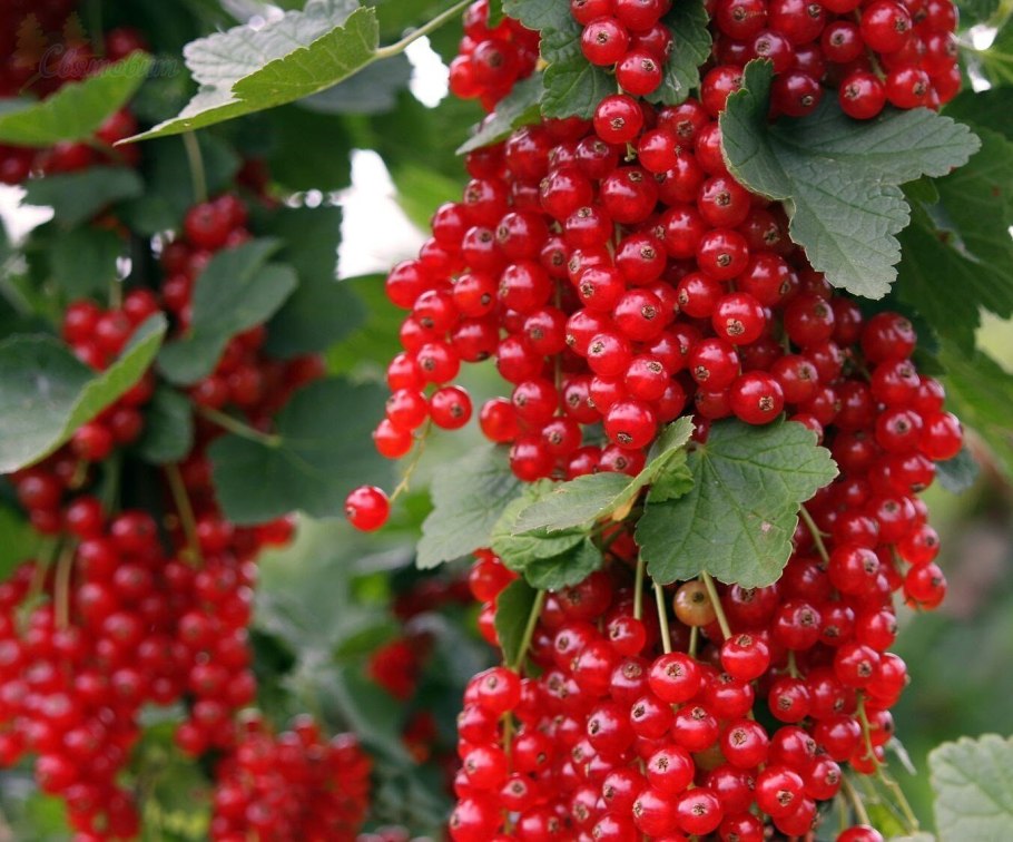 Смородина красная ribes rubrum "сахарная"