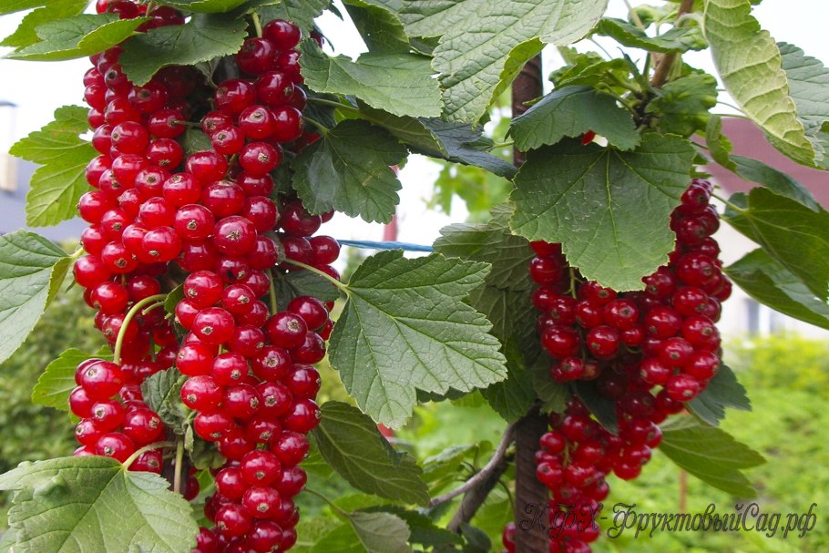 Смородина красная Ровада