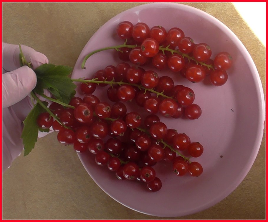 Смородина красная Натали (с2)