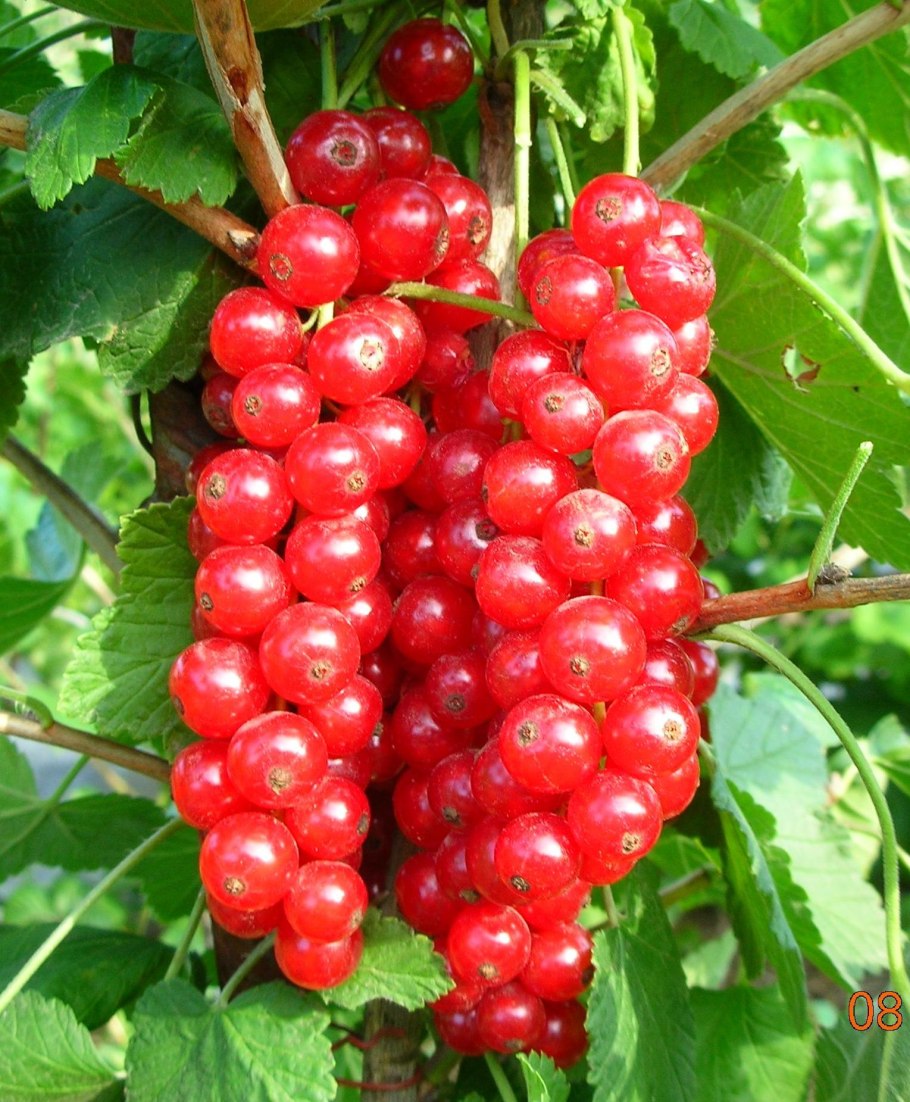 Смородина красная Ровада