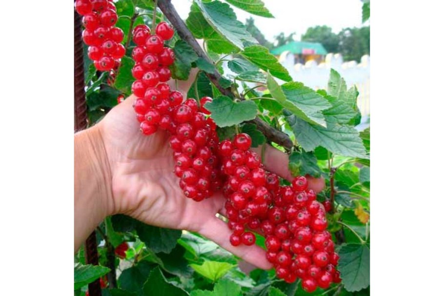 Красная смородина штамбовая Ровада