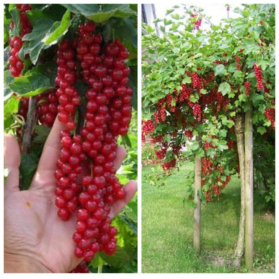 Ровада черная смородина