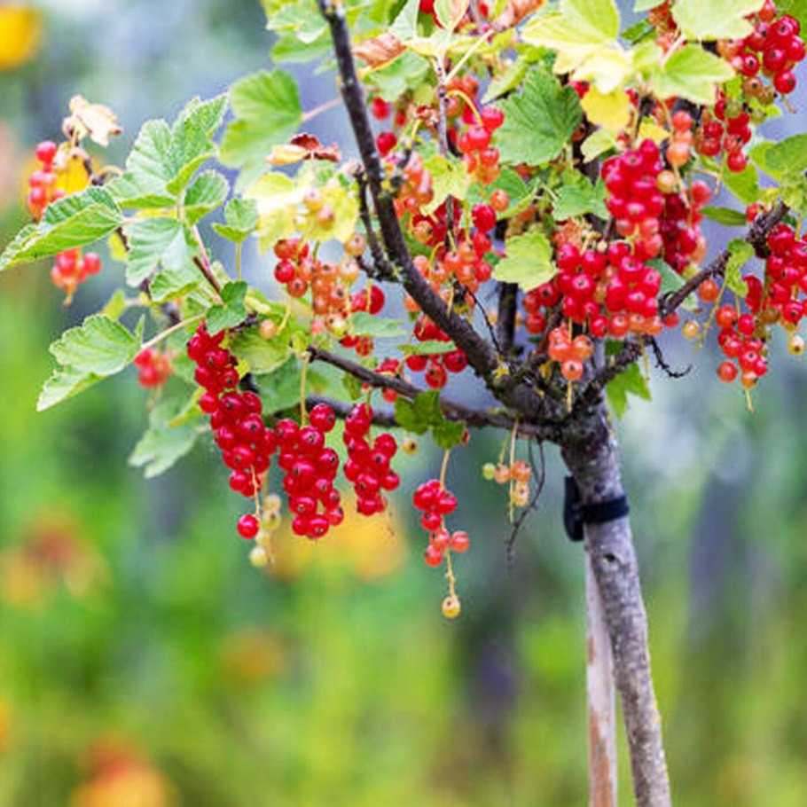 302 Смородина Ровада