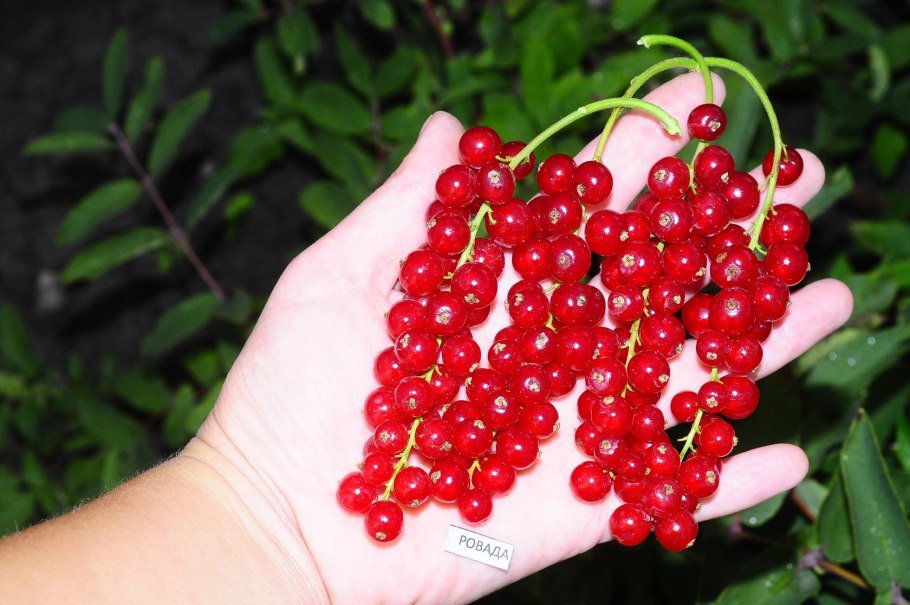 Смородина ribes rubrum