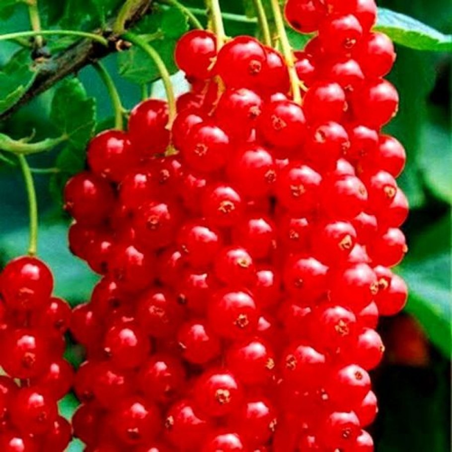 Смородина красная Ровада