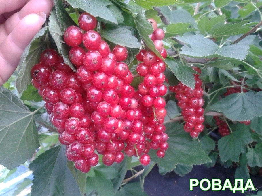 Смородина Джонкер