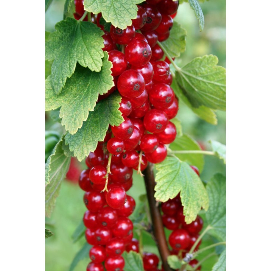 Смородина Джонкер Ван ТЕЦ