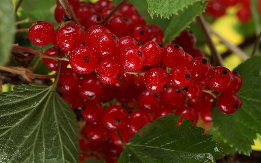 Белая смородина и красная смородина