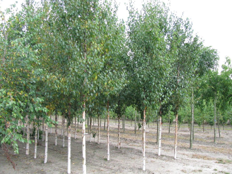 Береза Жакмона Doorenbos