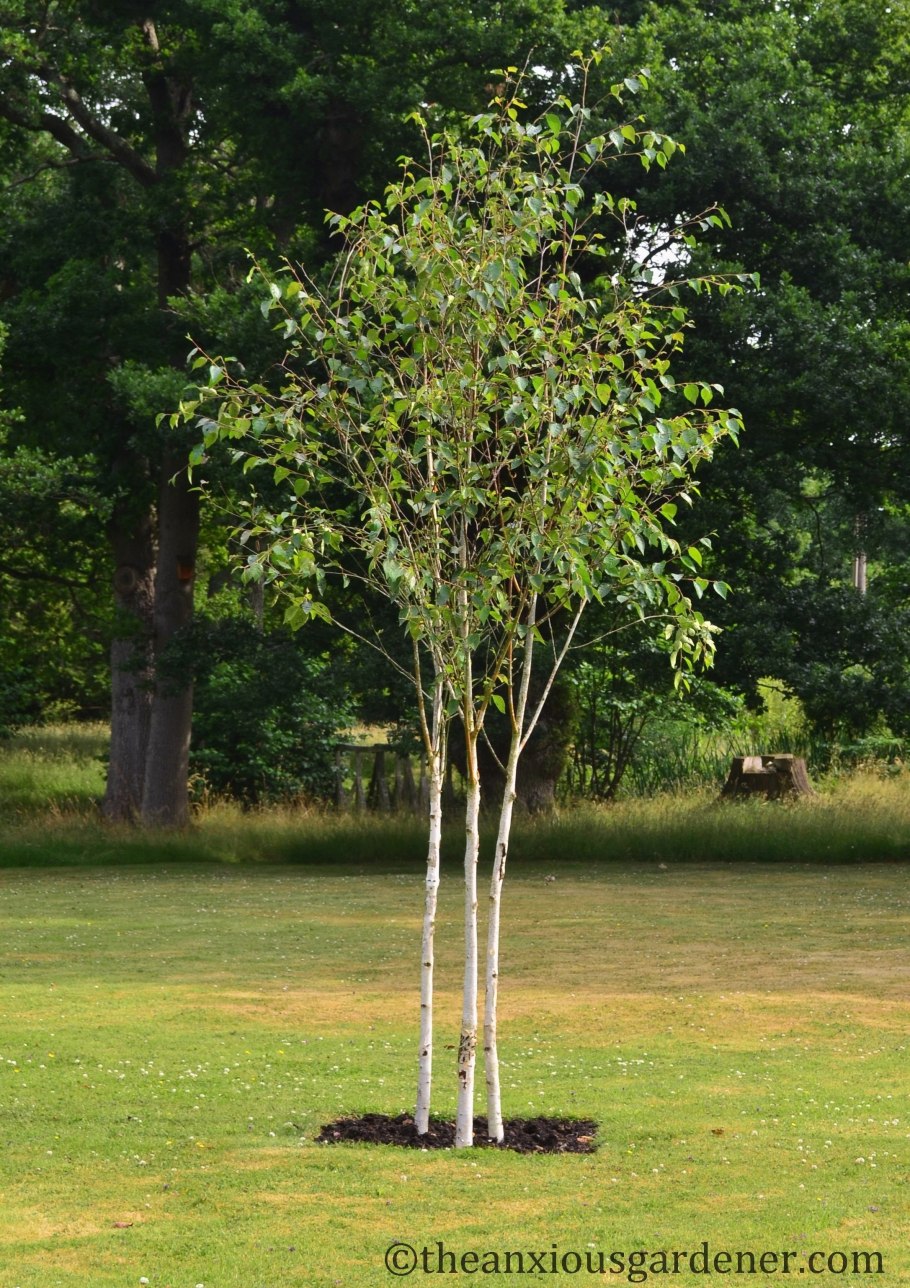 Молодые саженцы деревьев