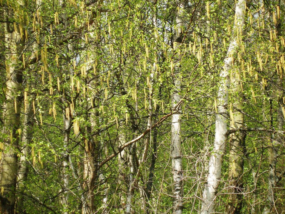 Берёза свещенное дерево