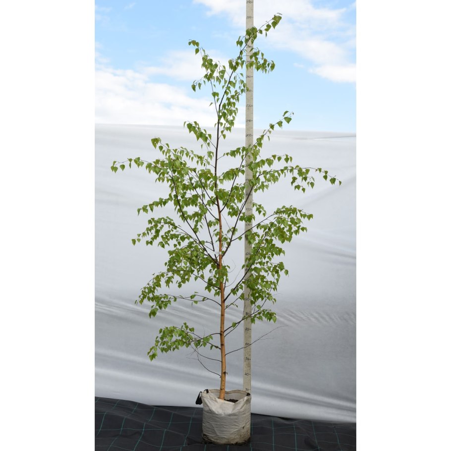 Осенние листья березы