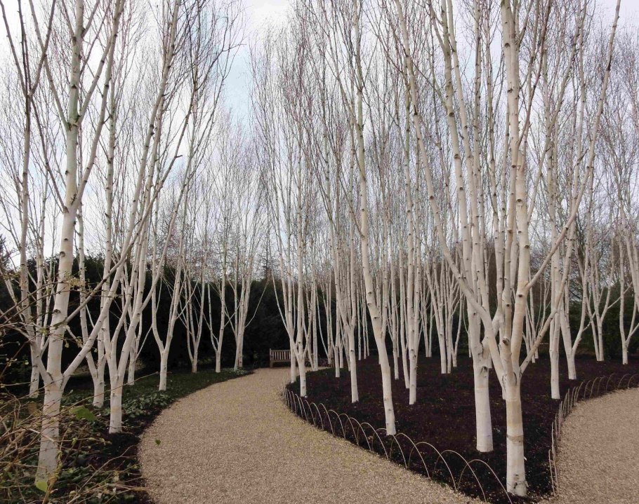 Береза повислая Тристис