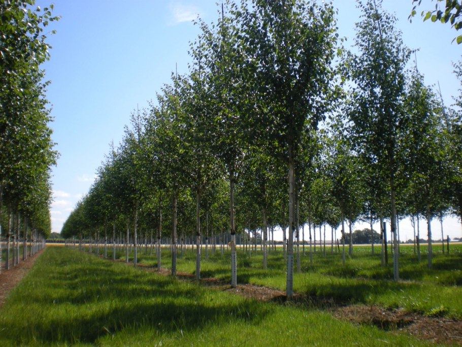 Береза jacquemontii