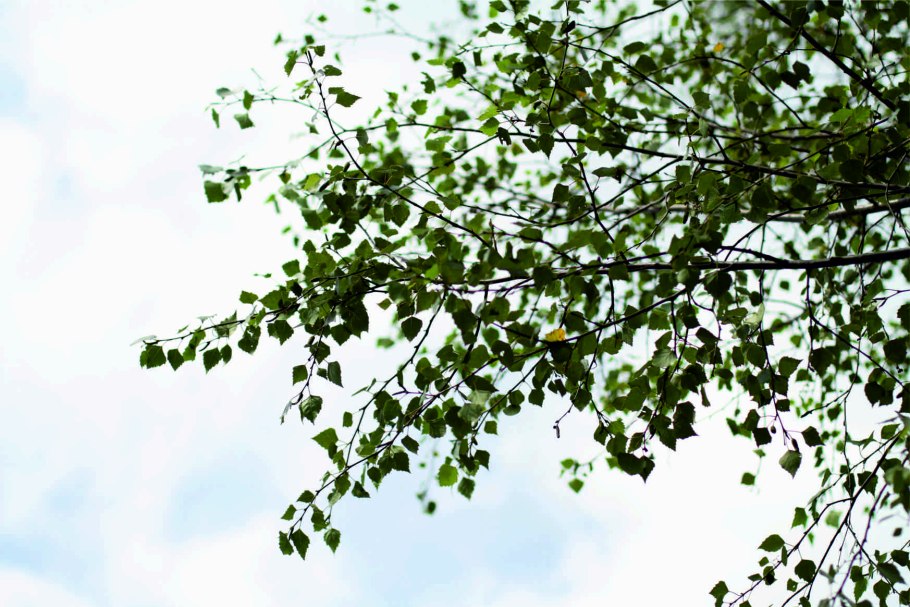 Береза Звитсер Глори