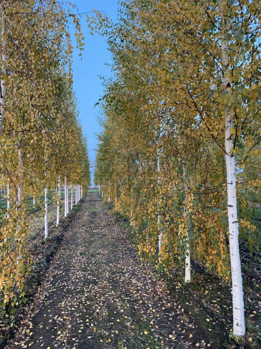 Береза повислая "Звитсер Глори"