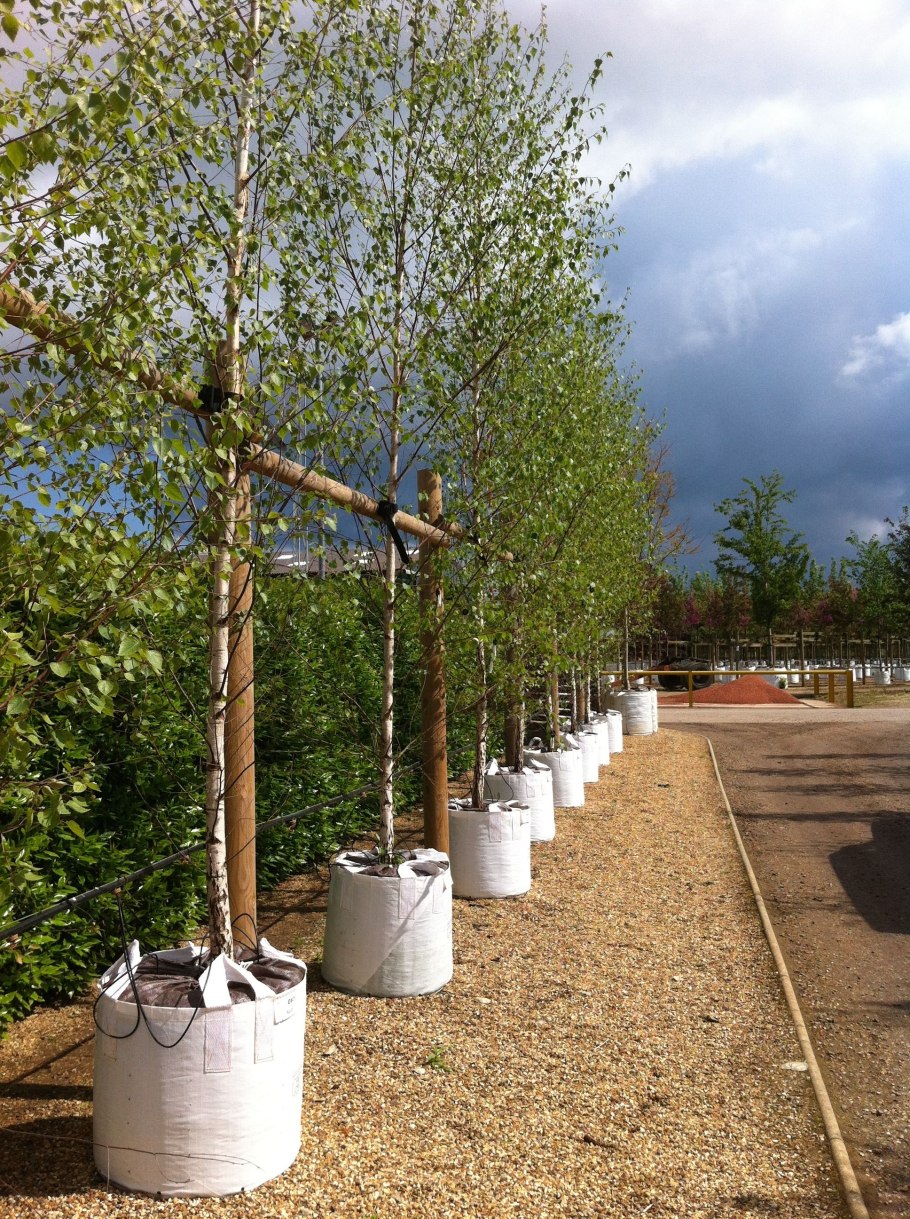 Береза повислая Лонг транк