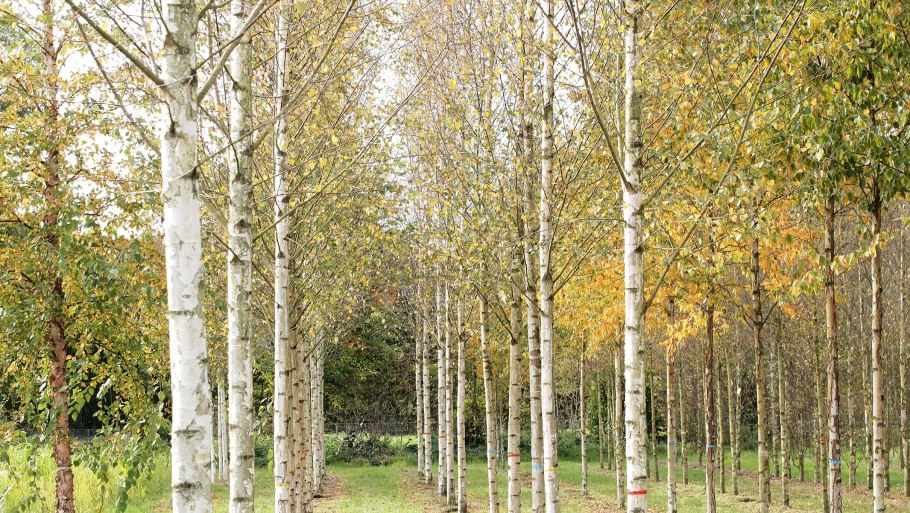 Береза повислая "Звитсер Глори"