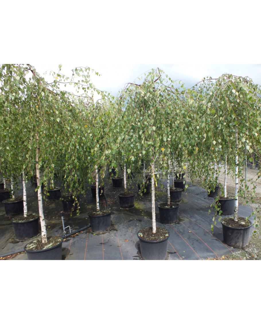 Саженец береза бородавчатая (повислая),